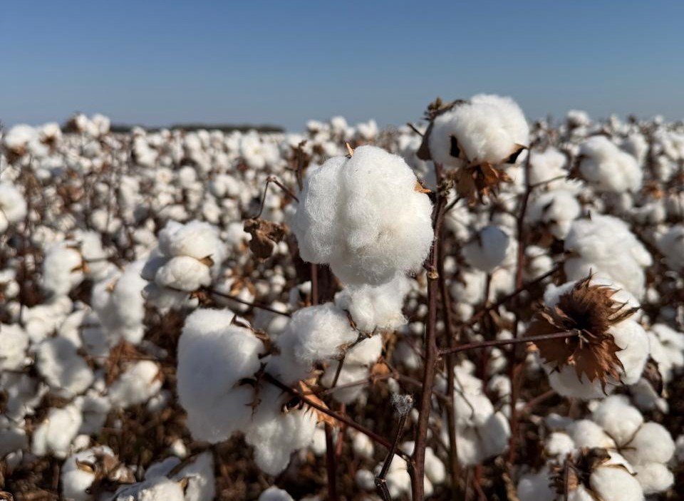 Polato Sementes apresenta cultivares exclusivas no Congresso Brasileiro do Algodão