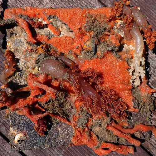 Projeto Mares participa de pesquisa que testa espécies nativas como barreira a invasores