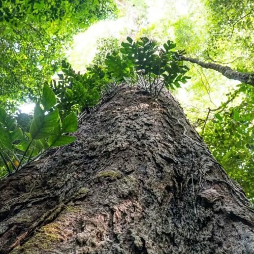 Gigantes da Amazônia podem ajudar cientistas na mudança climática
