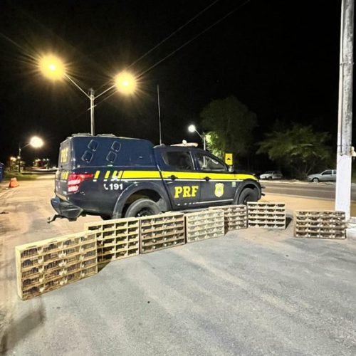 PRF resgata 585 animais silvestres transportados em veiculo abordado na BR-110, em Ribeira do Pombal (BA)