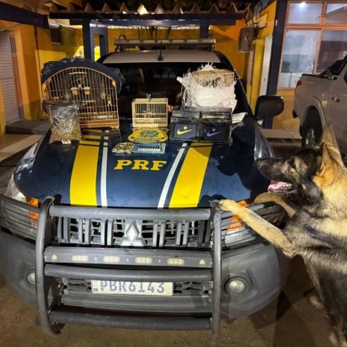 Operação da Polícia Federal combate tráfico internacional de animais em hotel de Salvador