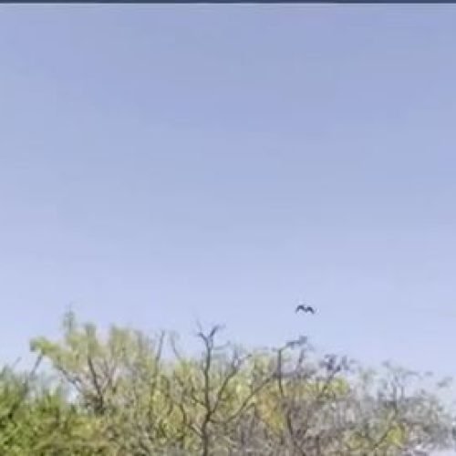 Defesa destaca que o Criadouro Ararinha-azul mantém protocolos rígidos nos cuidados