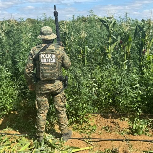 Policia Militar queima mais de 200 mil pés de maconha em Barro Alto