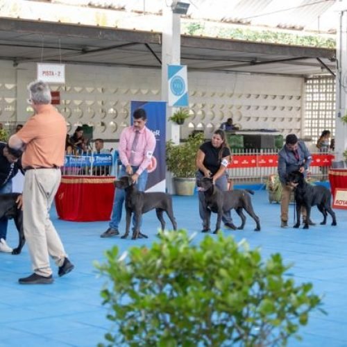 Lauro de Freitas recebe exposição canina internacional com entrada gratuita neste sábado