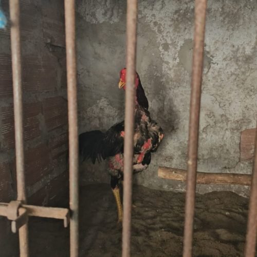 Operação Carcará no Recôncavo Baiano tem dois homens são presos