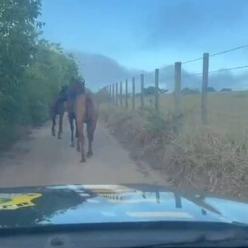 PRF atua na retirada de animais soltos e previne sinistros na BR-101, em Cruz das Almas (BA)