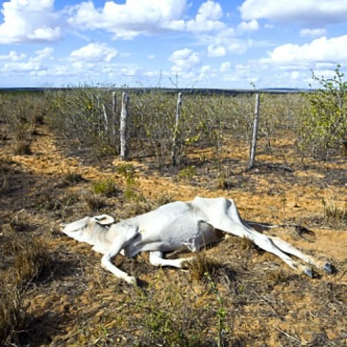 Bezerro morto em área afetada pela seca no interior da Bahia Local: Tucano - BA Data: 06/2012 Codigo:  26MS049 Autor: Mauricio Simonetti