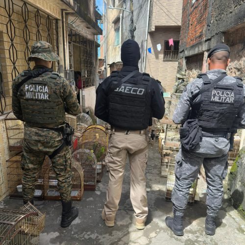 MPBA denuncia líder e 23 integrantes da maior rede de tráfico de aves silvestres do país