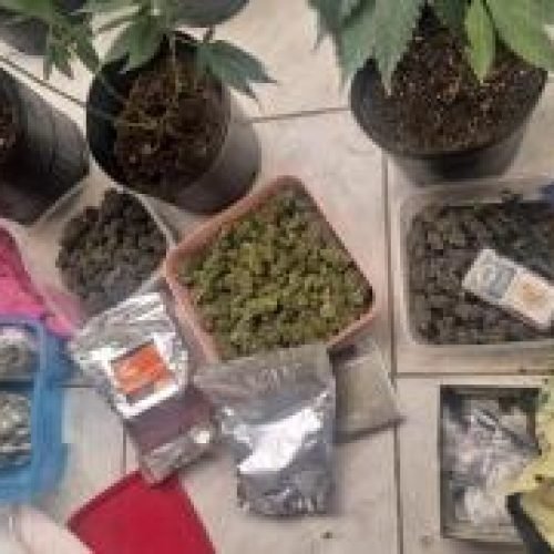 Polícia fecha uma estufa para produção de maconha na Lapinha