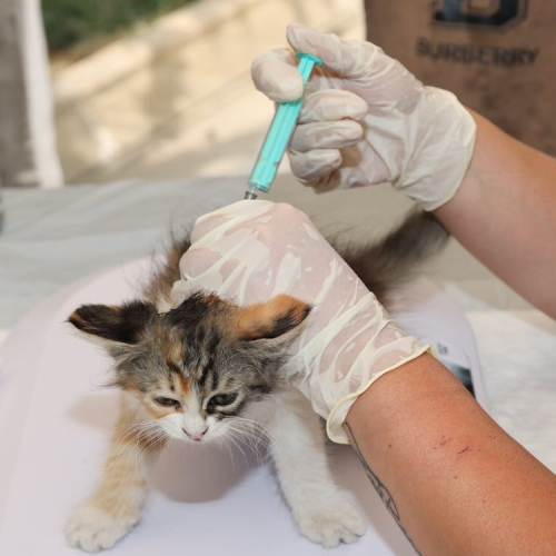 Dia Mundial dos Animais alerta para cuidados com cães e gatos  (04)