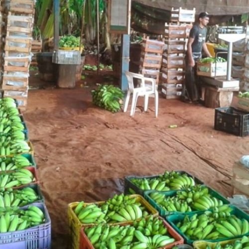 Certificação fitossanitária na bananicultura é tema de seminário no Baixo Sul
