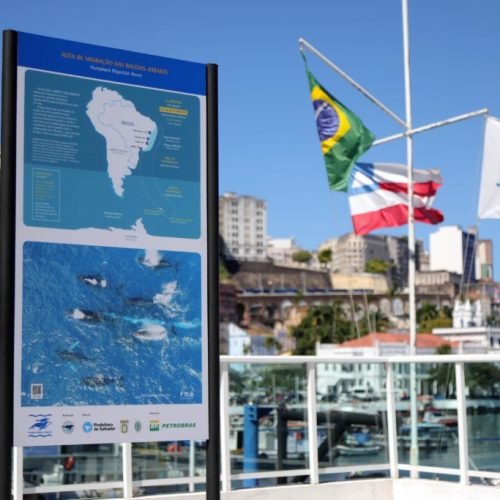 Temporada de baleias jubarte tem alta de 20% no número de observadores em Salvador