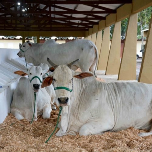 Desinfecção de baias e galpões do Parque de Exposição será feita até quinta-feira