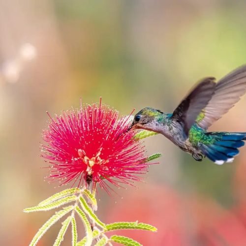 Primavera começa com ondas de calor e baixa umidade no país