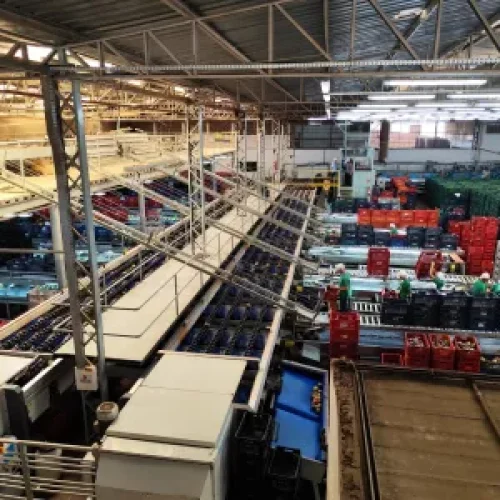 Bahia é destaque no controle e prevenção de pragas da fruticultura