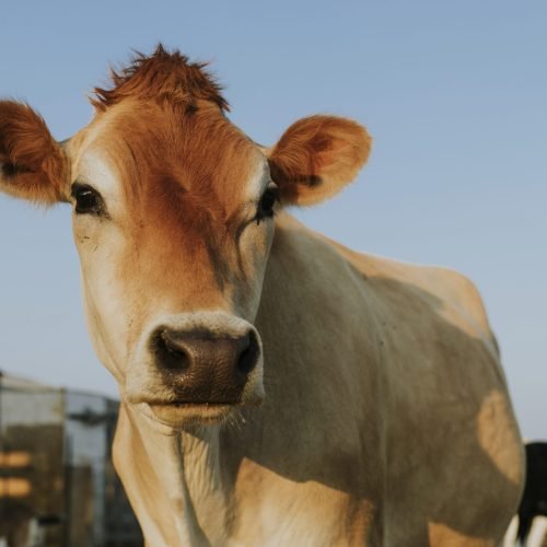 Rescued aubrac cow, The Sanctuary at Soledad