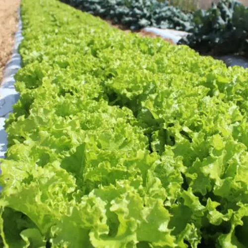 Crise climática ameaça cultivo de alface em campo aberto, diz Embrapa