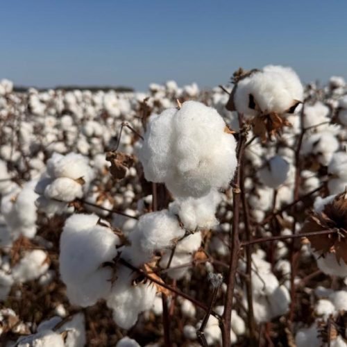 Polato Sementes apresenta cultivares exclusivas no Congresso Brasileiro do Algodão