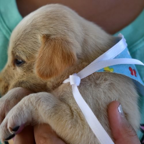 Cães e gatos: Alagoinhas fortalece a cultura da adoção responsável