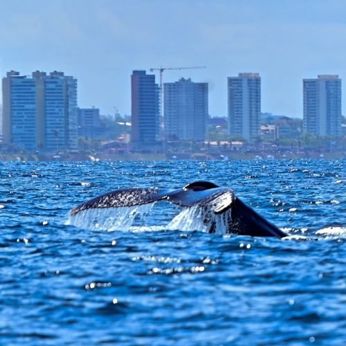 Prefeitura lança temporada das baleias-jubarte e fortalece Salvador como destino do turismo de natureza