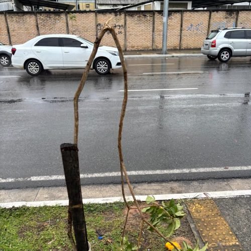 Vandalismo contra mudas na cidade preocupa a prefeitura