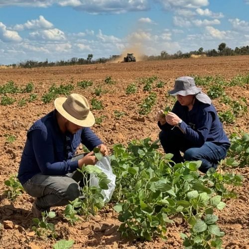 Contagem regressiva para o Vazio Sanitário da Soja reforça compromisso do agro baiano com a sanidade das lavouras