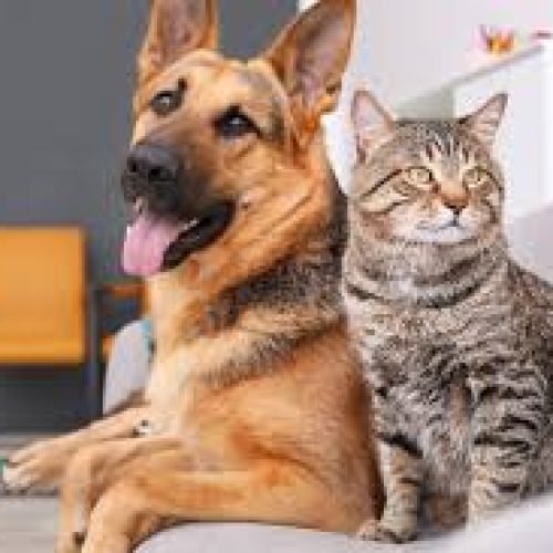 Prefeitura abre vagas para cães e gatos em três bairros: Castração gratuita em Salvador