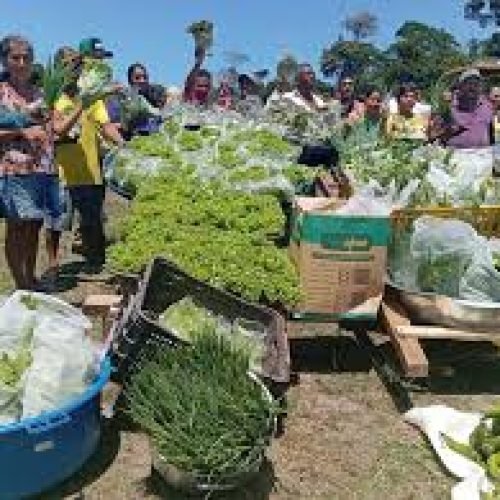 Com R$ 13 milhões, MDS lança PAA Alimentos para Unidades de Conservação na Bahia