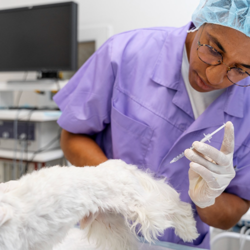 Semana de Medicina Veterinária debate Saúde Única e reforça papel do veterinário na saúde pública