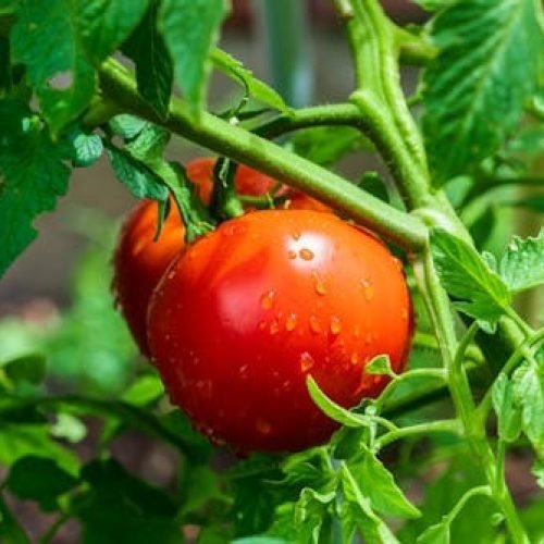 Cúpula Internacional debate Agricultura Regenerativa e Justiça Alimentar na Bahia