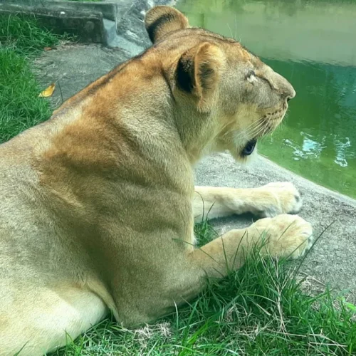 homem morre após invadir jaula de leoa em parque de João Pessoa
