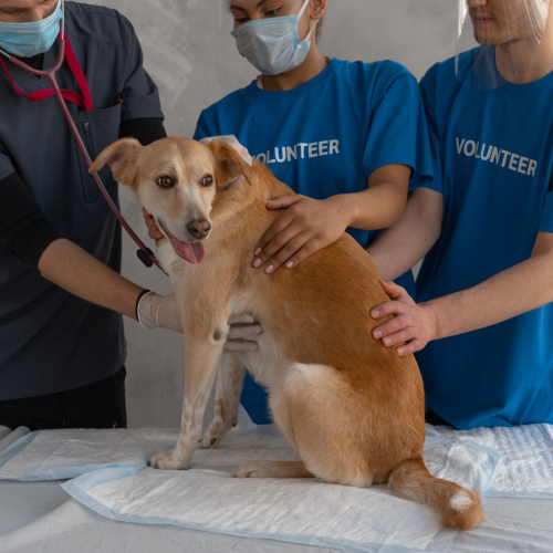 Estácio promove minicurso de férias de sutura veterinária com inscrição solidária