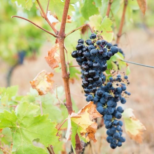 Grand Cru celebra a história e a tradição dos vinhos ibéricos na nova campanha El Mundo Ibérico 
