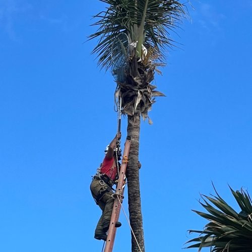 Bombeiros do 3º BBM resgatam gato preso em coqueiro em Itapuã