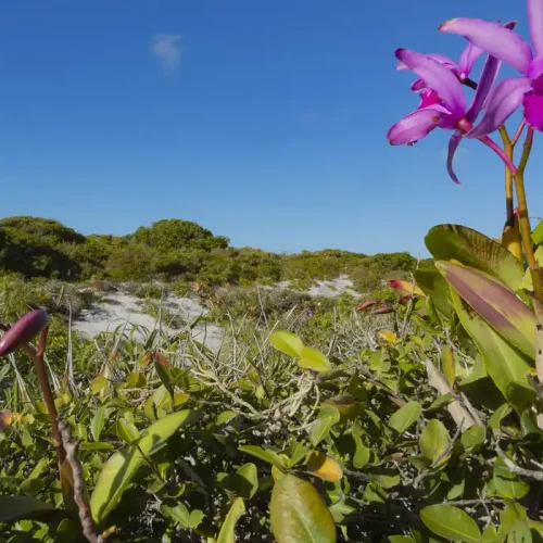 Inpe confirma redução de desmatamento na maioria dos biomas em 2024